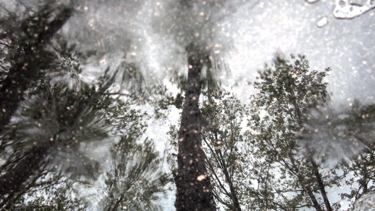 The reflection of trees seen in a puddle while raining
