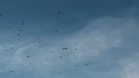 birds in flight against a cloudy sky