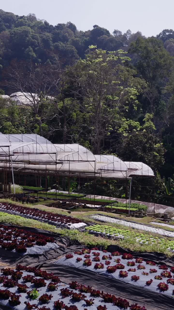 Greenhouses and forest landscape