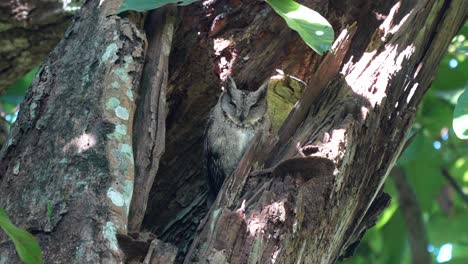 two striated scops owls roosting in a hollowed out tree during the daytime in the chitwan national park in nepal