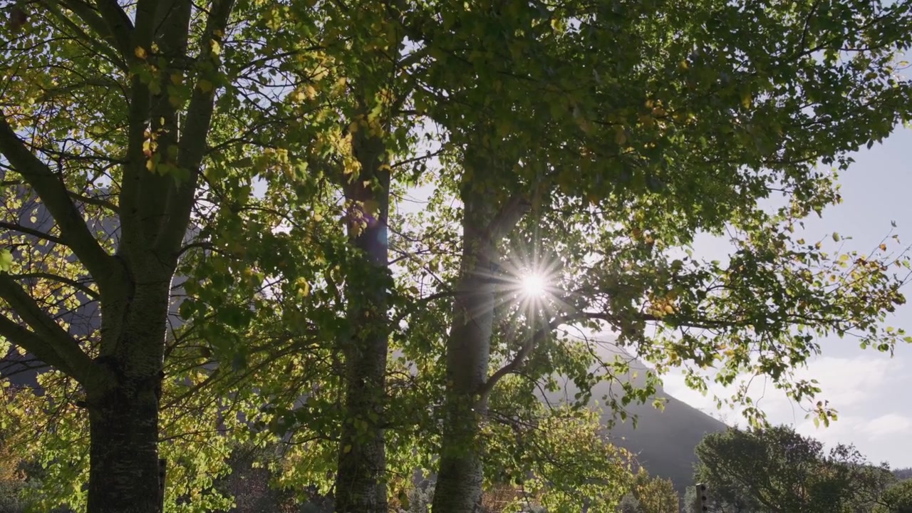 Árboles de otoño, destello solar, cámara lenta 4K.