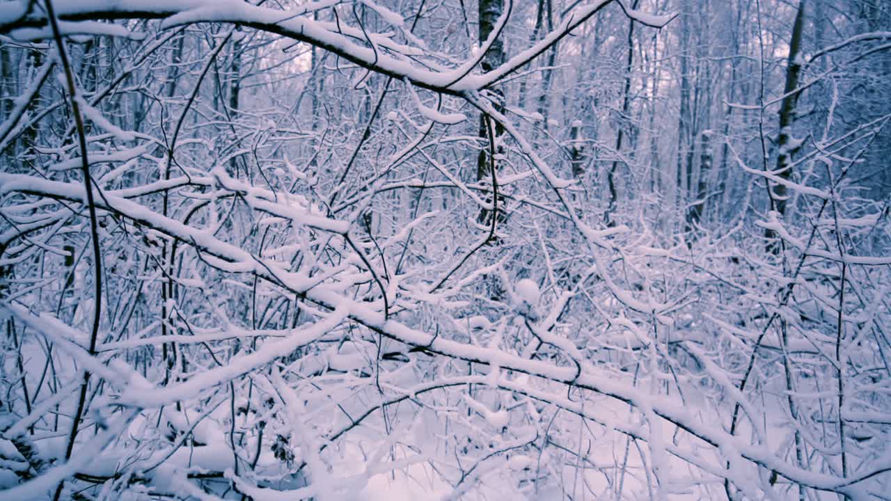 rami innevati nella foresta.