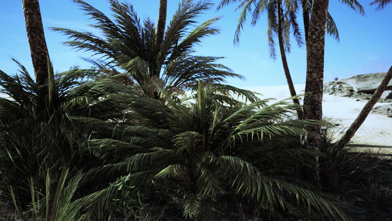 Plantation of date palms intended for healthy food production