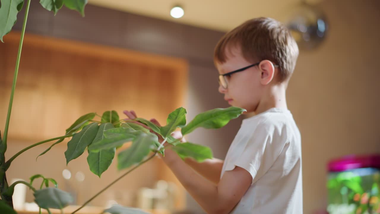 Boy in glasses cleaning green plant leaves with cloth indoors, focusing on careful plant care, learning responsibility, eco friendly lifestyle, home gardening, nature connection, sustainable living
