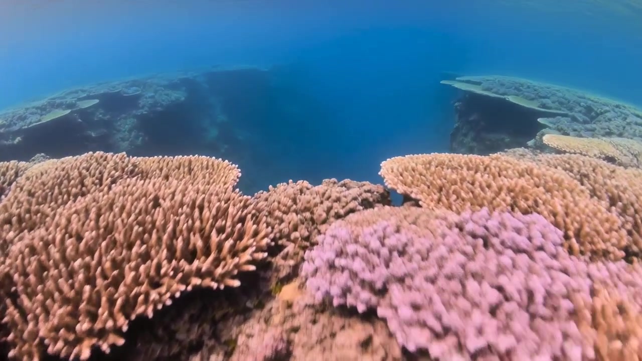 Inizio ripresa con telecamera in movimento fluido che mostra la cresta della barriera corallina, coralli a ramo e a tavola, rivelando un profondo dislivello.