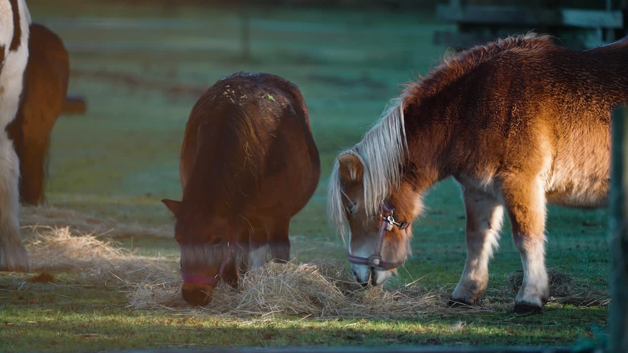 uno y dos ponis marrones y blancos comen heno en el corral