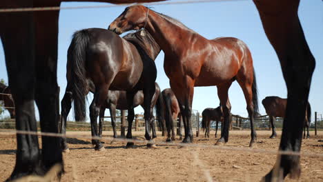 caballo arañando a otros caballos desde el ángulo del suelo