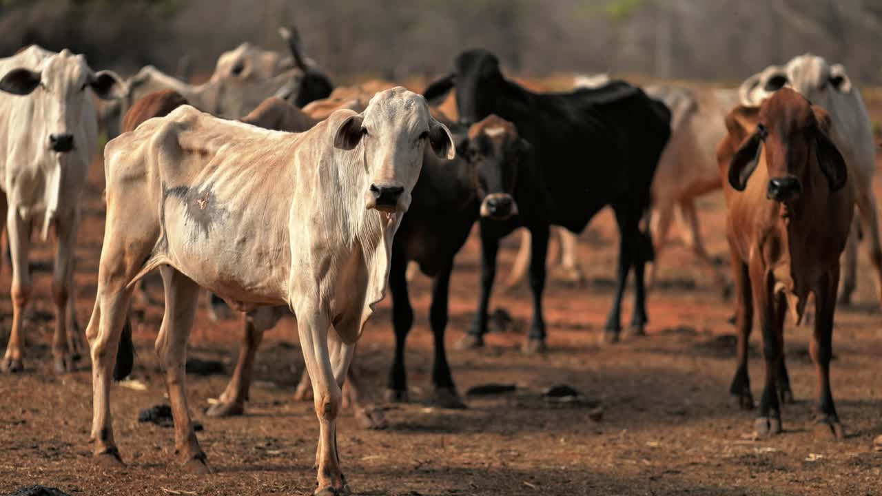 Mucche magre e denutrite al pascolo in un campo secco di una fattoria.