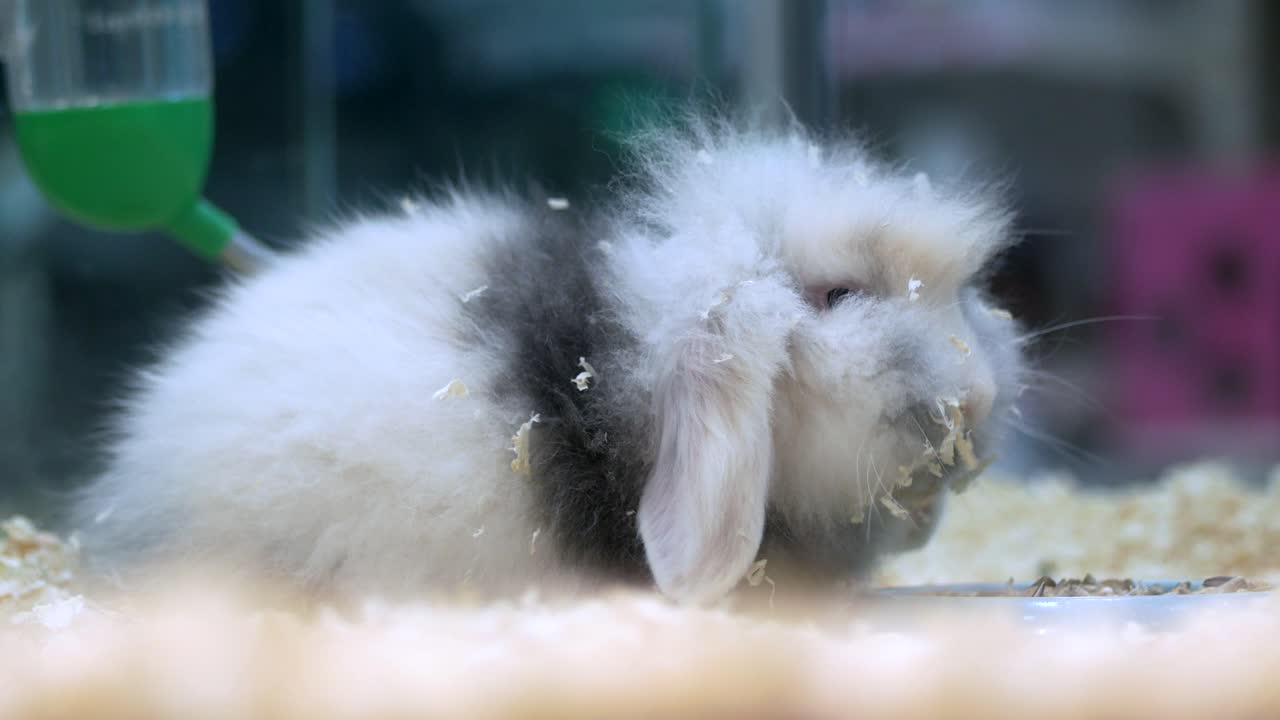 Fluffy White and Gray Angora Rabbit