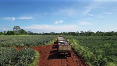 Drone-flying-over-tractor-and-plantation-in-Costa-Rica-during-pineapple-harvest