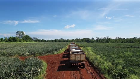 drone volando sobre tractor y plantación en costa rica durante la cosecha de piña