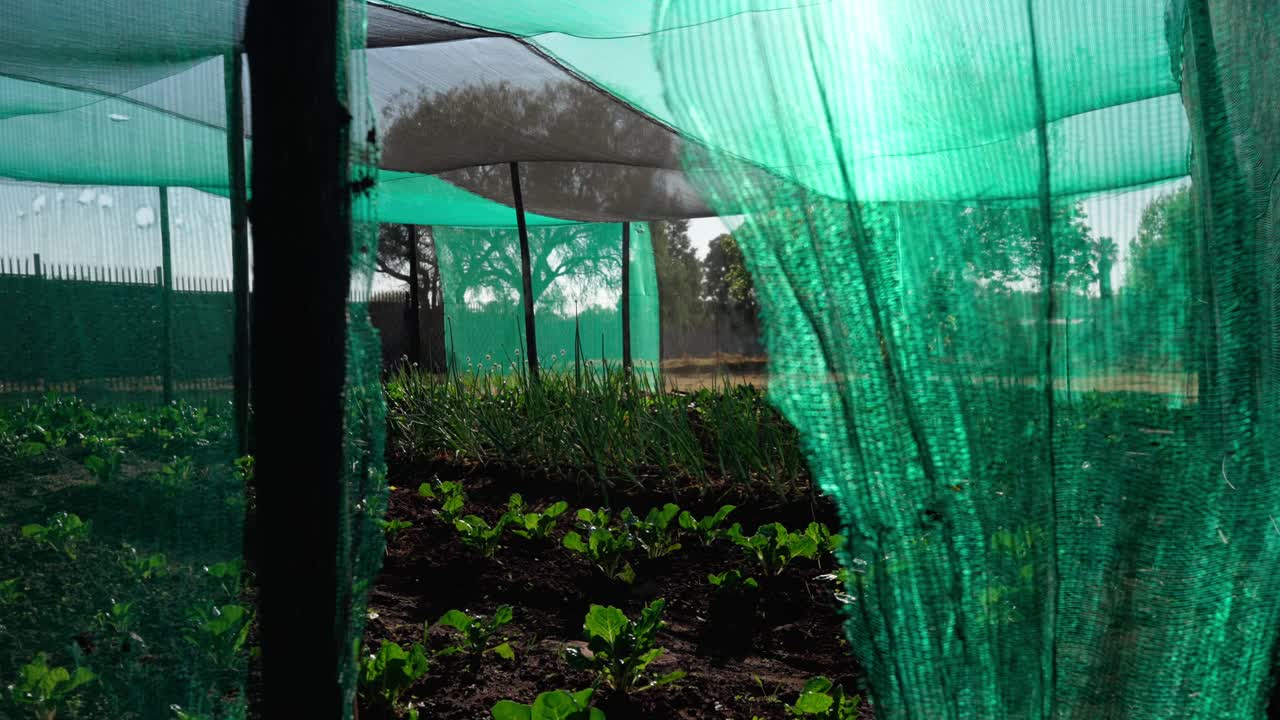 slow motion walk through into a vegetable garden