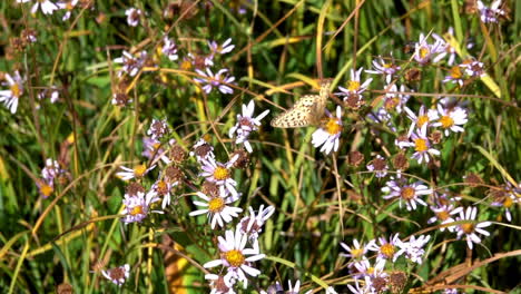 una mariposa fritillary mormona recolecta néctar en dos flores