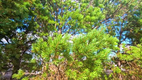 pine trees in a forest