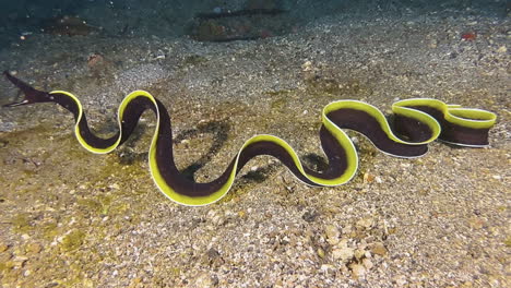 juvenile ribbon eel outside of burrow