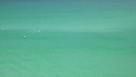 delfines jugando en el agua