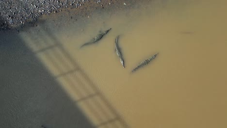 Drone-Moving-In-on-Crocodiles-in-Tarcoles-River-in-Costa-Rica