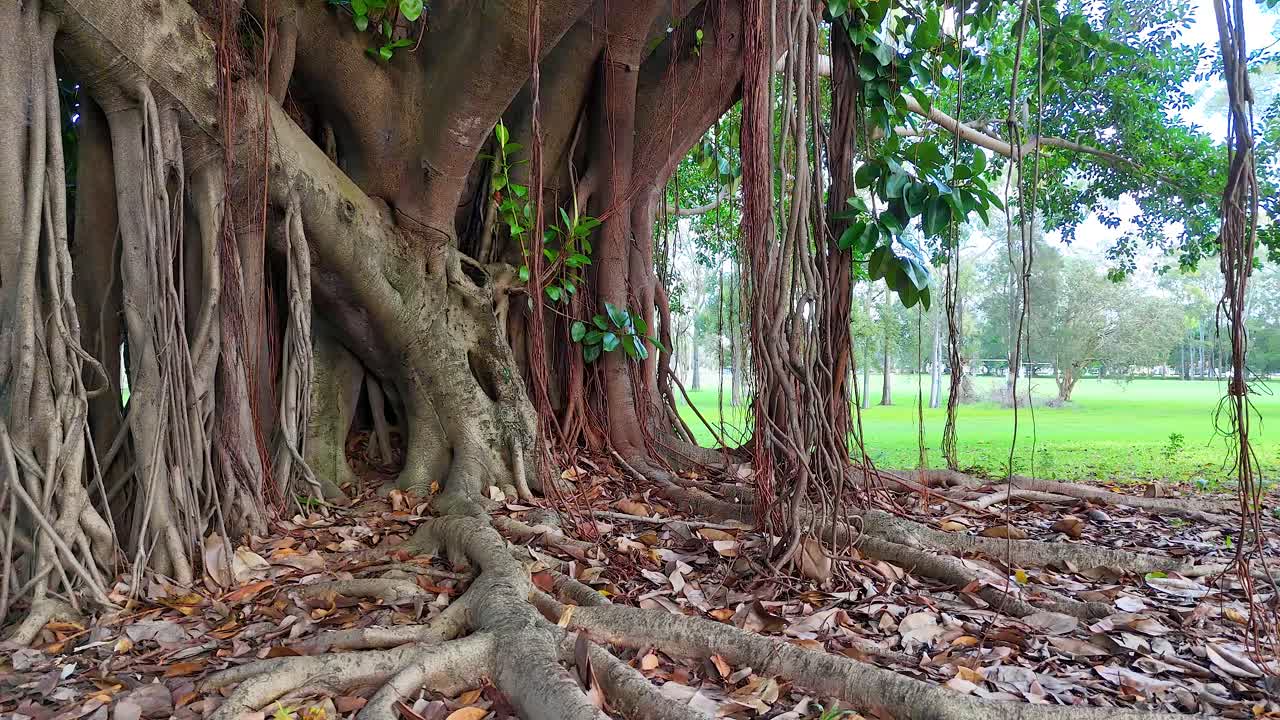 A tranquil banyan tree with sprawling roots in a lush park setting, captured in natural daylight