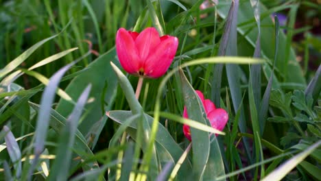 beautiful tulips grow in the big green grass close up