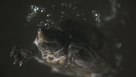 stinkpot musk turtle - splashing snapping turtle in lake underwater