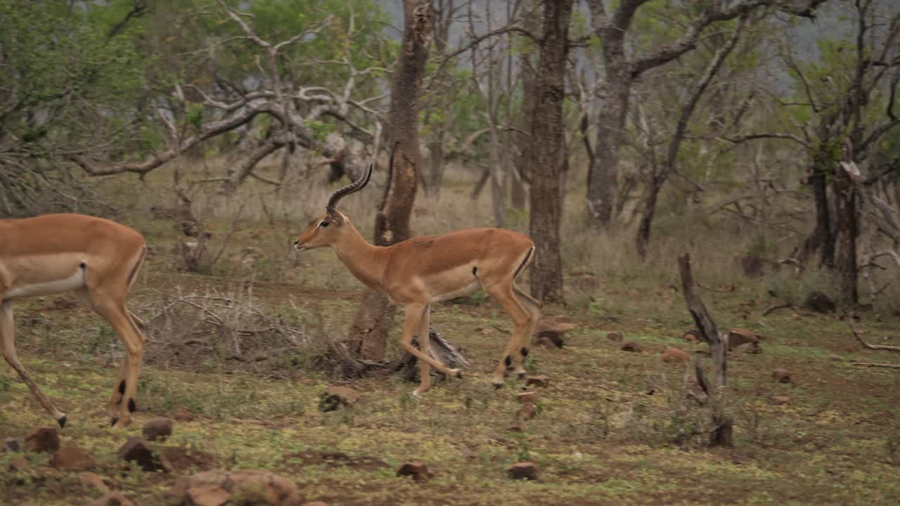 dos carneros impala corren por un sendero panorámico con vista a la montaña