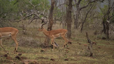 two impala rams run across a scenic trail with a mountain view