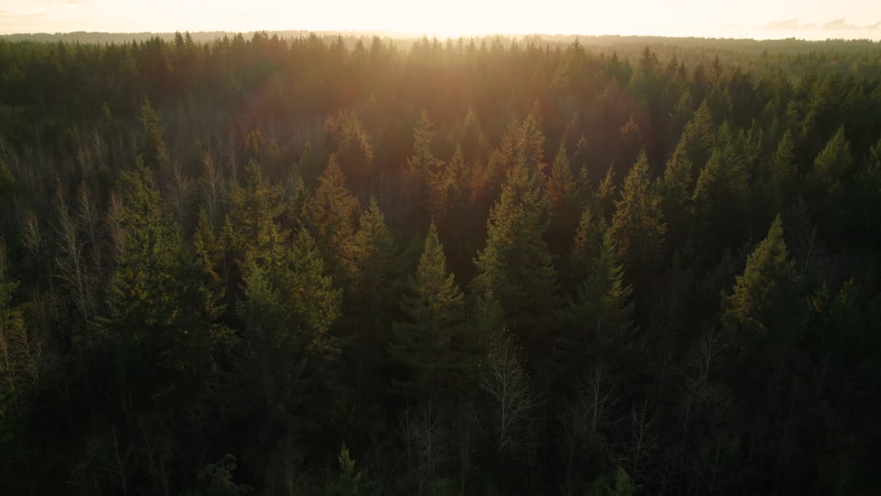 Sfondo aereo di ambiente naturale sopra alberi di fitta foresta all'ora d'oro