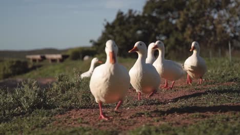 Grupo-De-Pekin-Americano,-Patos-Domésticos-Caminando-En-Tierra-De-Campo