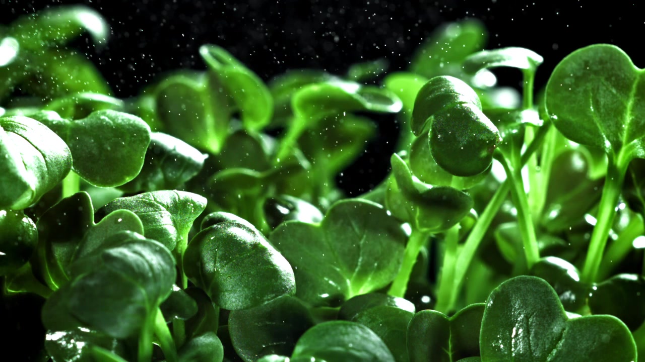 Goccioline d'acqua che cadono al rallentatore su micro-ortaggi verdi freschi