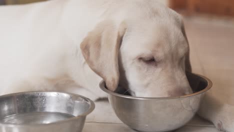 en concepto de primer plano perro-cachorro comiendo del plato de acero-metal mientras está acostado en el suelo