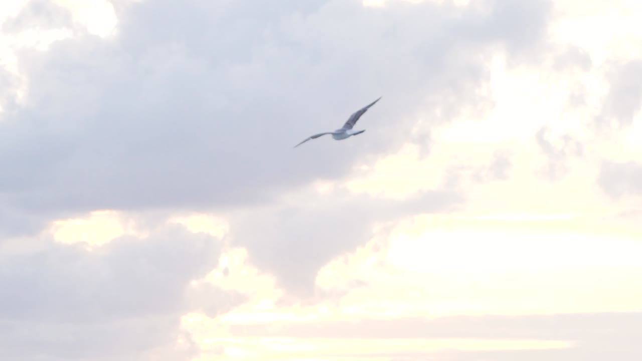 구름 을 가로질러 날아다니는 바다표범