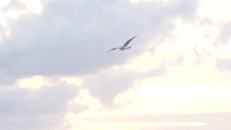 seagull soaring through clouds