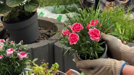 close-up of a gardener's gloved hands arranging vibrant red and pink flowering plants—such as geraniums, petunias, begonias, and impatiens—into a garden bed with white gravel. backyard beautification.