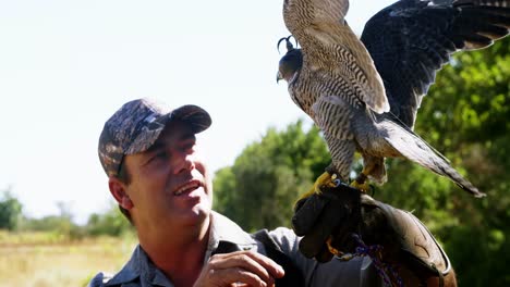 falcon eagle perching on mans hand