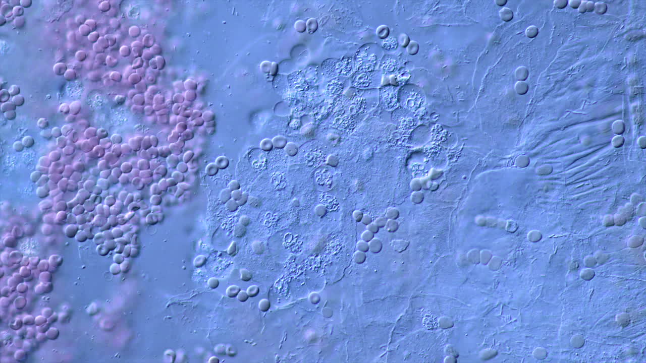 Microscopic view of cells or microorganisms