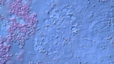 microscopic view of cells or microorganisms