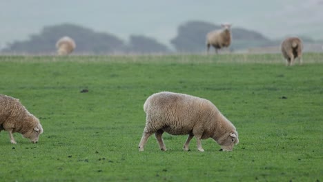 ovejas comiendo hierba en un campo exuberante