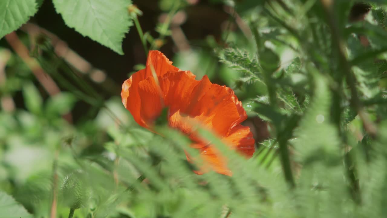 abeja dando vueltas y aterrizando en amapola naranja brillante escondida en la vegetación, cámara lenta