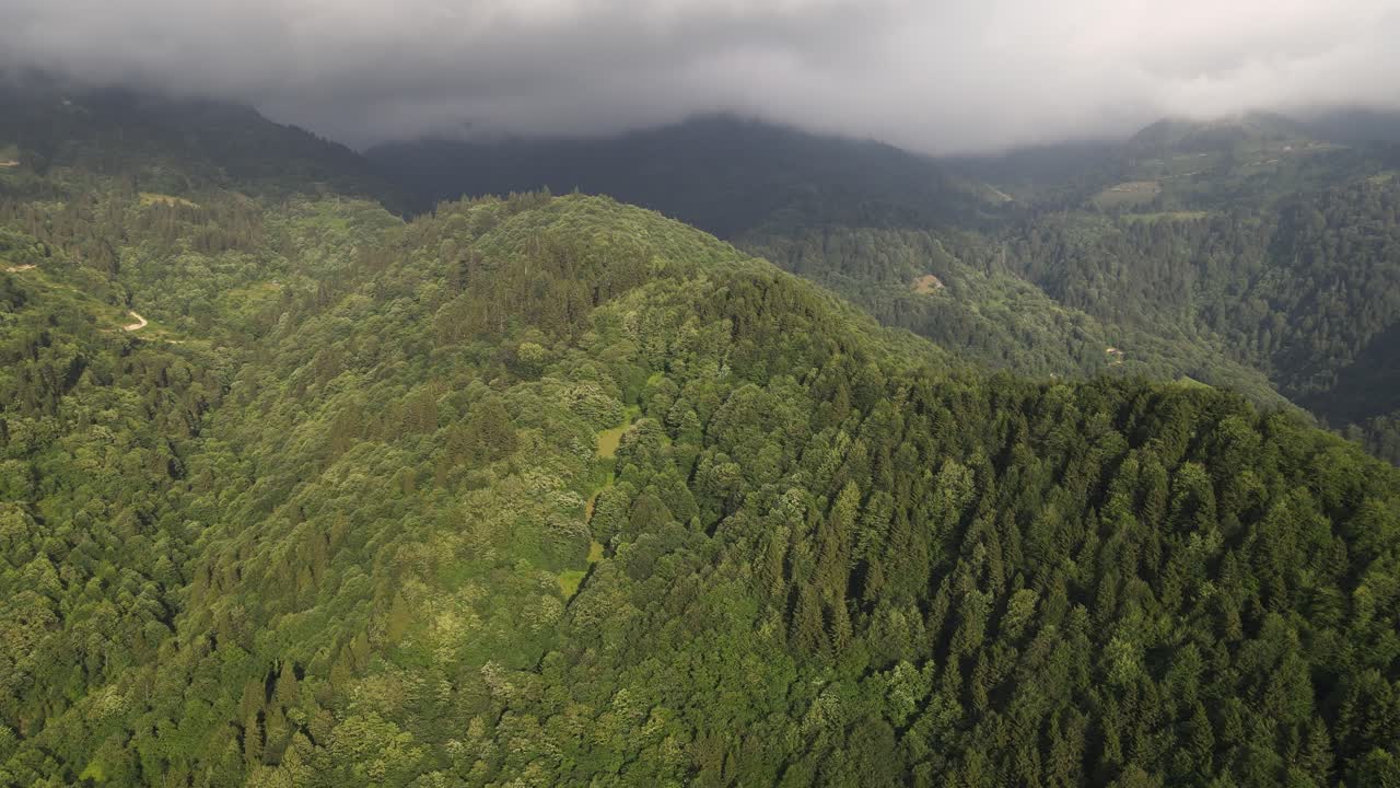 bosque de pinos coníferas aéreo, vista desde un avión no tripulado de un bosque de pinos verdes coníferas