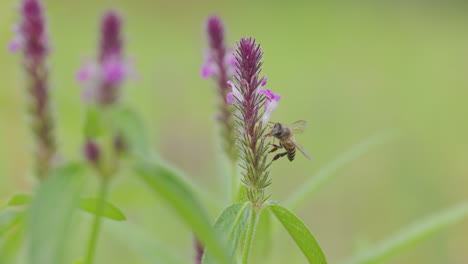 indian honey bee hovers briefly, then lands on a violet flower to sip nectar in the monsoon season