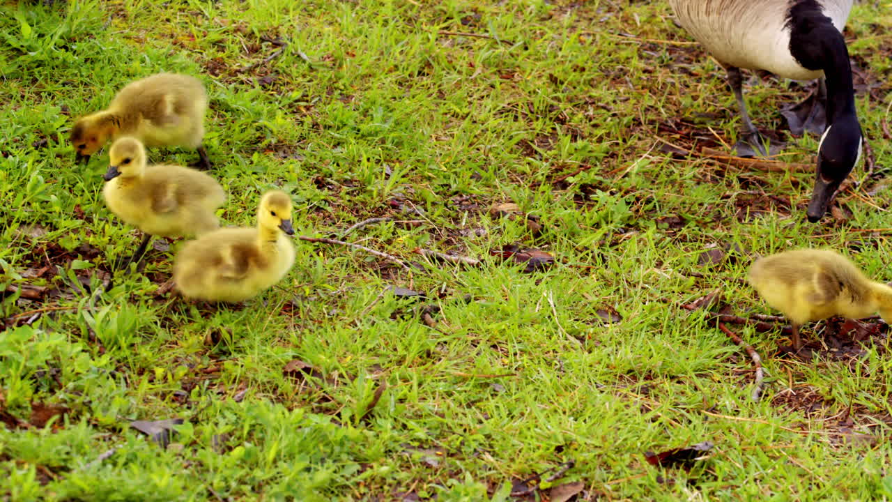 Slow motion captures the innocent movements of young goslings on land.