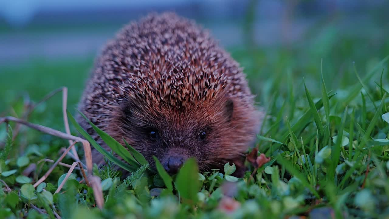 Ein Igel, der langsam im Gras der Dämmerung kriecht und Gleichgewicht und wilde Widerstandsfähigkeit symbolisiert