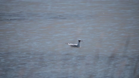 ave acuática de cabeza negra a la deriva en el arroyo del río en camargue