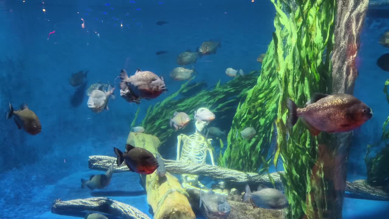 피라냐 와 수족관 크 에 있는 골격