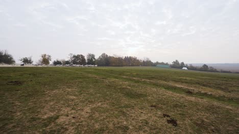 Wide-shot-of-Lipizzaner-horses-running-through-the-field-in-the-morning