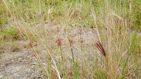 Sehen-Sie-Sich-Den-Spaziergang-Aus-Nächster-Nähe-Auf-Dem-Gras-An