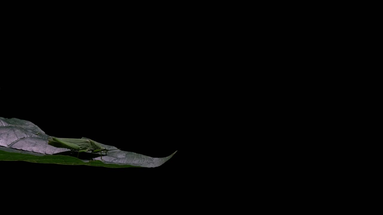 잎 위 에서 머리 를 평평 하게 내려 놓고 스스로를 청소 하는 동안 움직이는 모습, katydid tettigoniidae, 태국