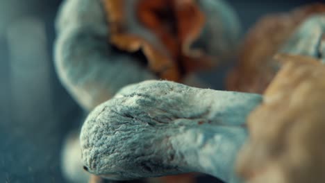 a macro cinematic zoom in shot of a magical psychoactive psilocybin hallucination dried mushroom with a yellow red cap, on a rotating reflecting stand, studio lighting, full hd, slow motion 120 fps