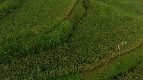 hd-4k-bali rice fields-2018