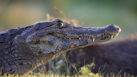 detailed close-up shot of a yacare caiman head with sharp teeth visible, illuminated by warm natural light, in its wetland habitat in northern argentina. ibera wetlands